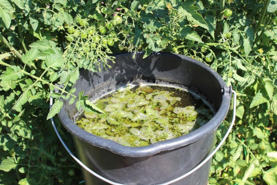 Полив дрожжами огурцы