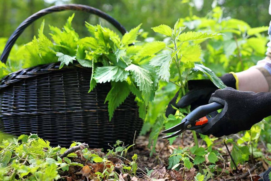 Настой из крапивы для подкормки растений