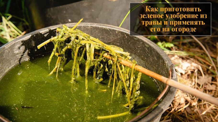 Зелёное удобрение из травы