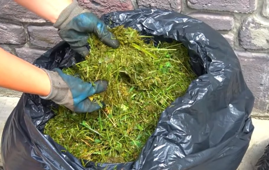 Трава для газона