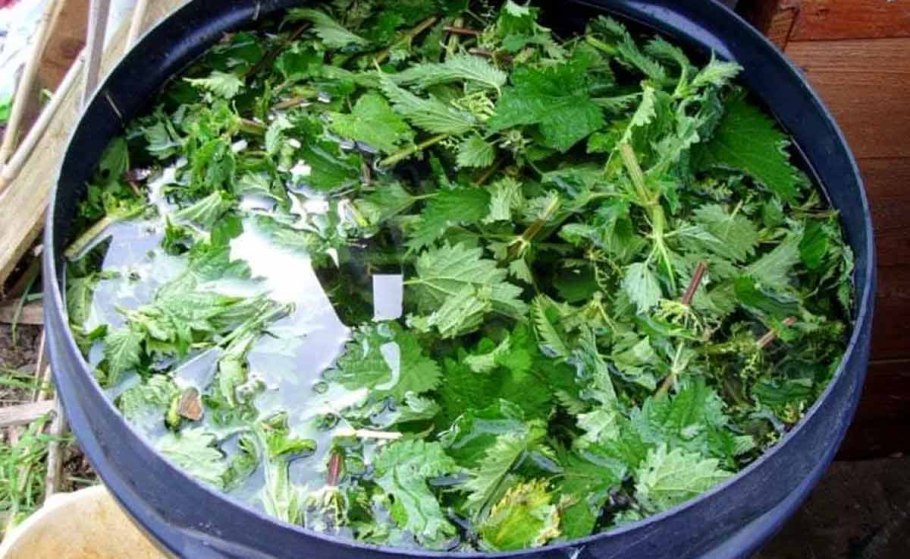 Травяной настой для удобрения