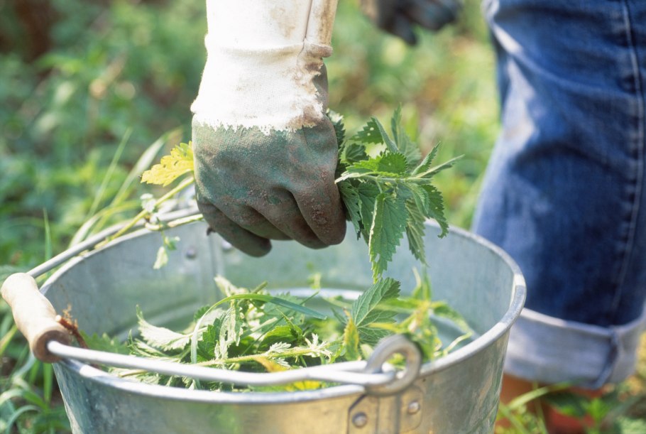 Травяной настой для удобрения