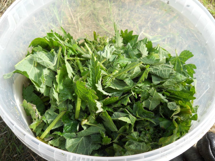 Крапива подкормка для растений