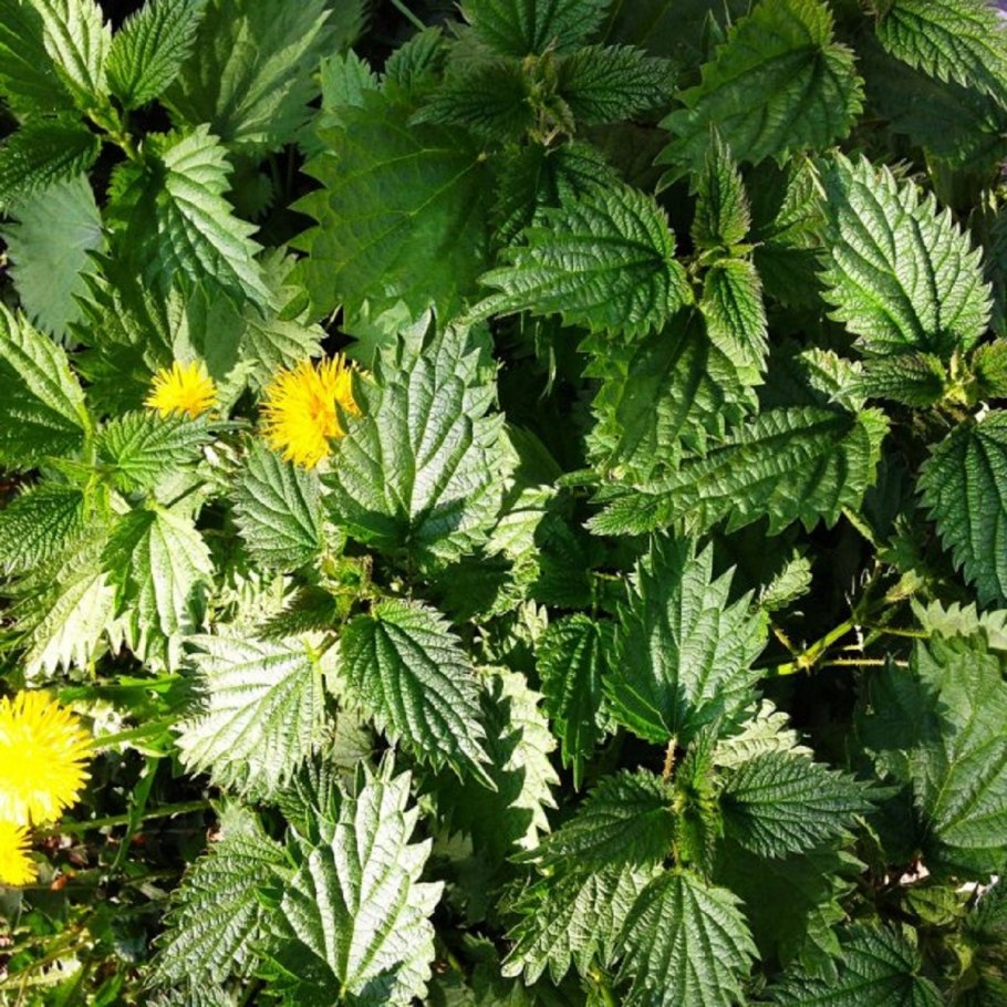 Гербицид BIOTENCE