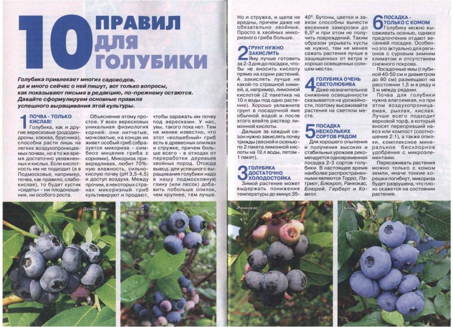 Брага для самогона из сахара рецепт на 20 литров