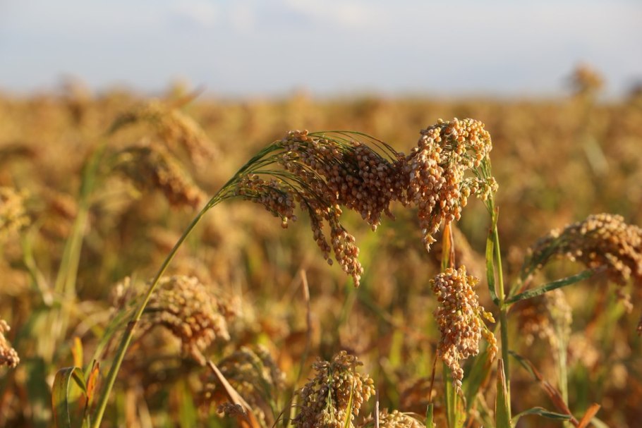 Кукурузное поле
