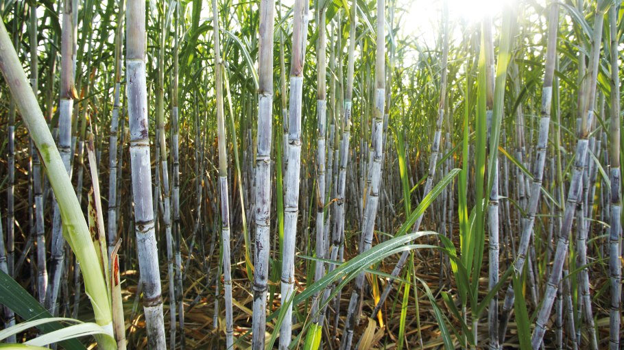 Тростник обыкновенный phragmites Australis