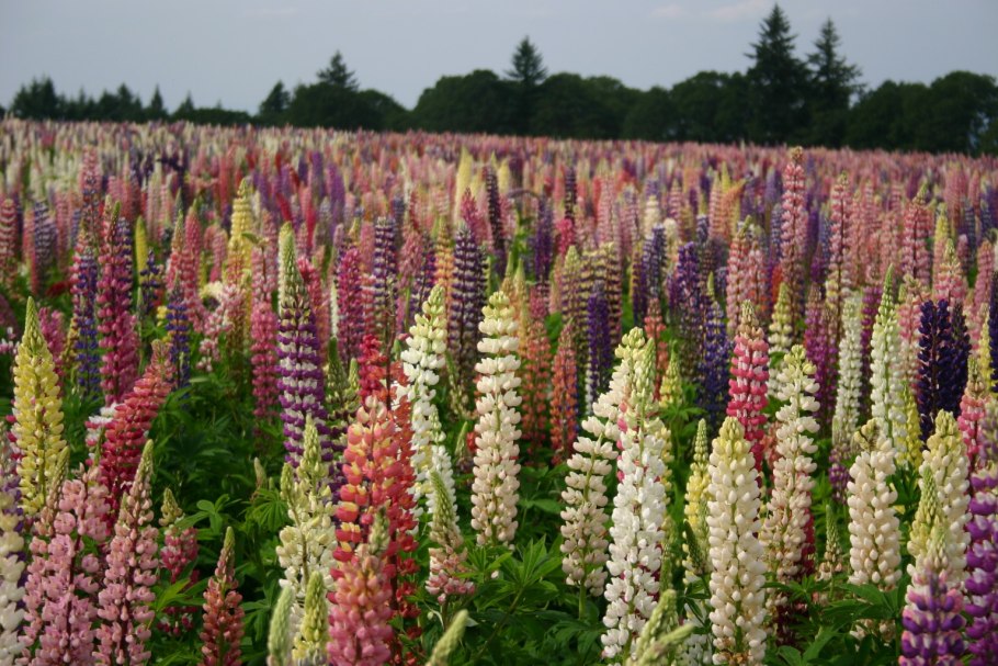 Люцерна синегибридная