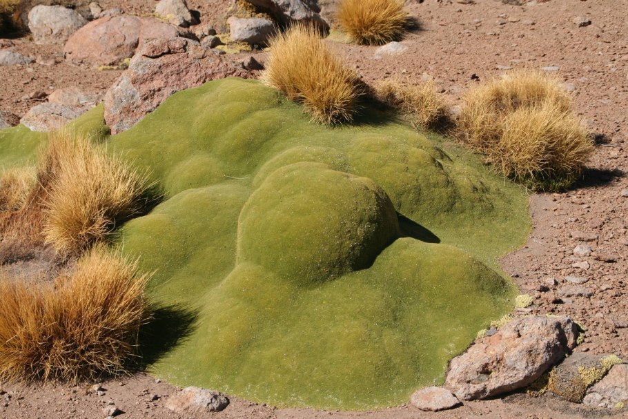 Кормовые сельскохозяйственные культуры