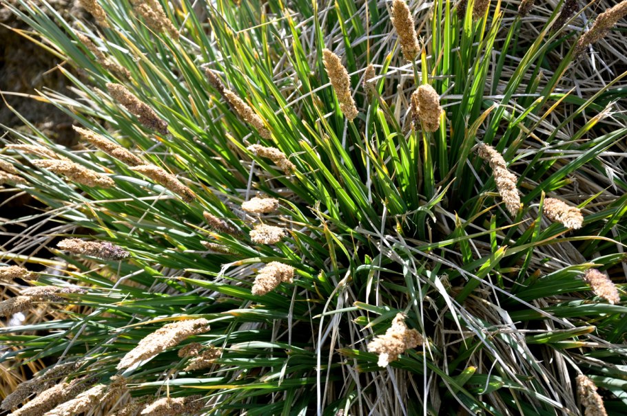 Киноа растение и Амарант