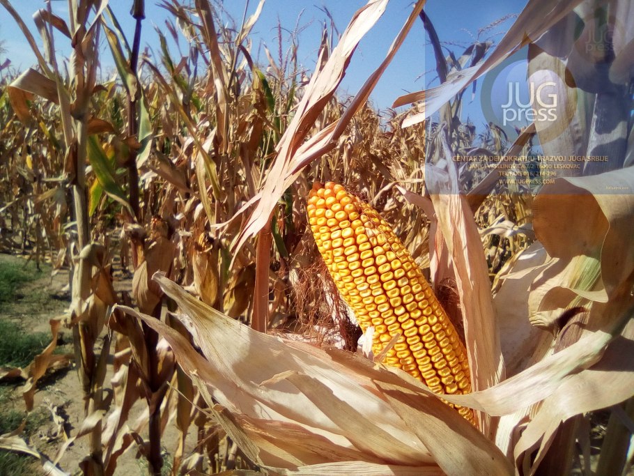 Гибриды кукурузы Зигмунд поле