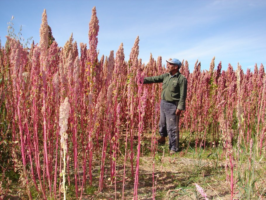 Гигантская кувшинка Виктория-Регия