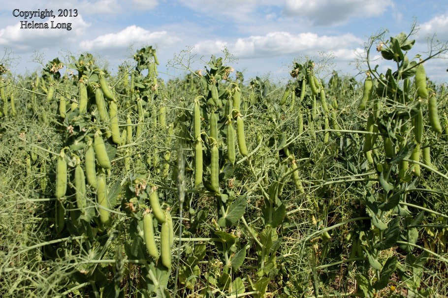 Полевые культуры (овёс, кукуруза, ячмень)