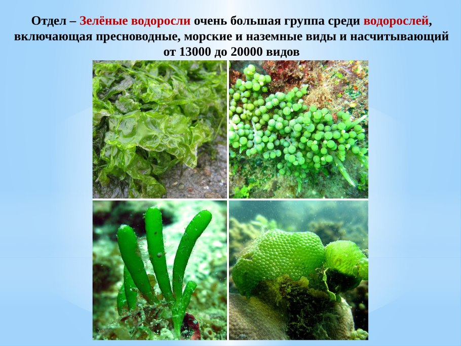 Chlorophyta отдел зелёные водоросли