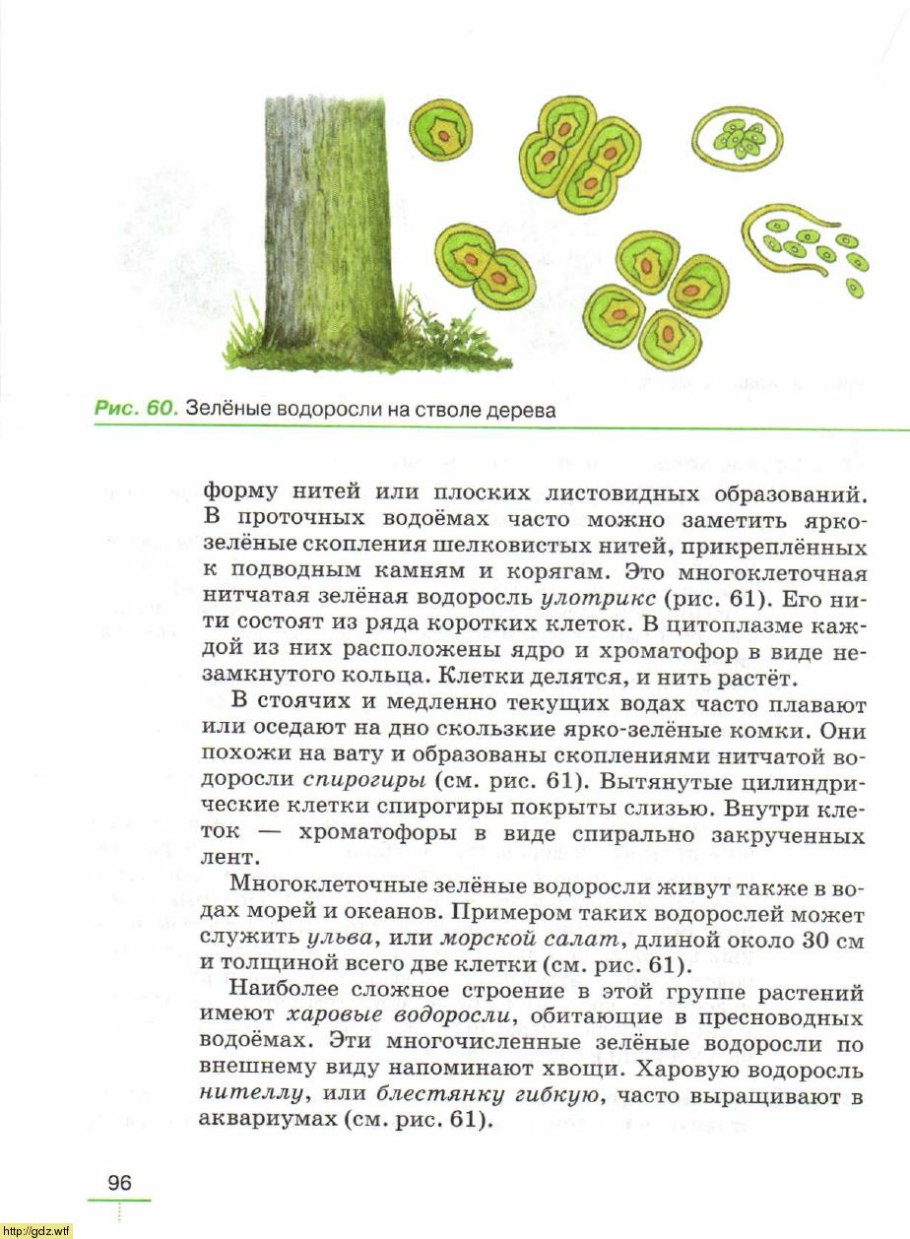 Планктонные зеленые водоросли представители