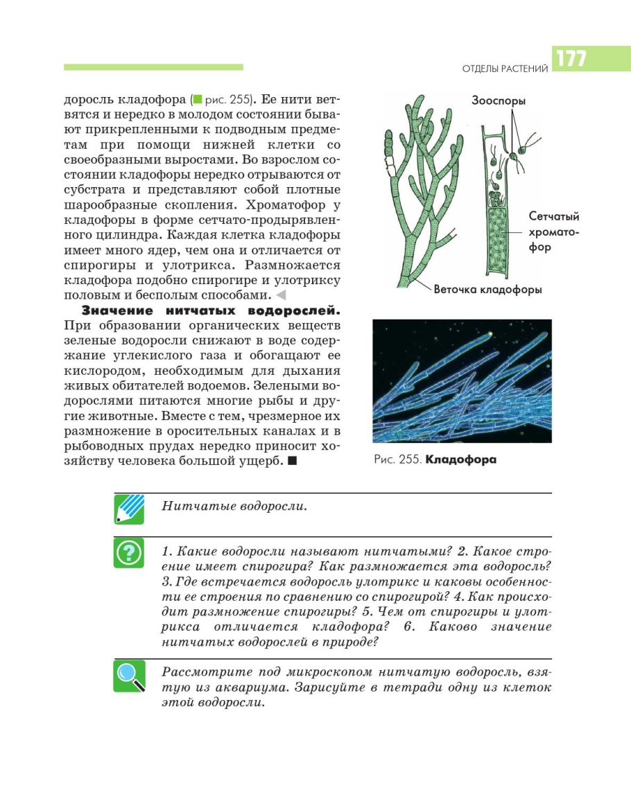 Представители отдела Chlorophyta?