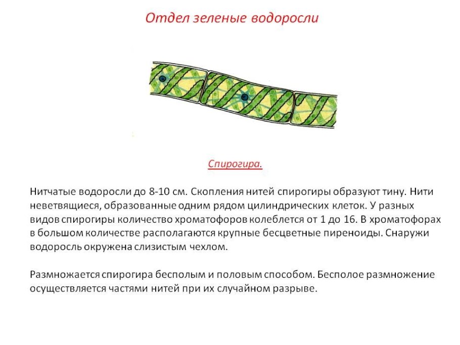 Синезеленые цианобактерии