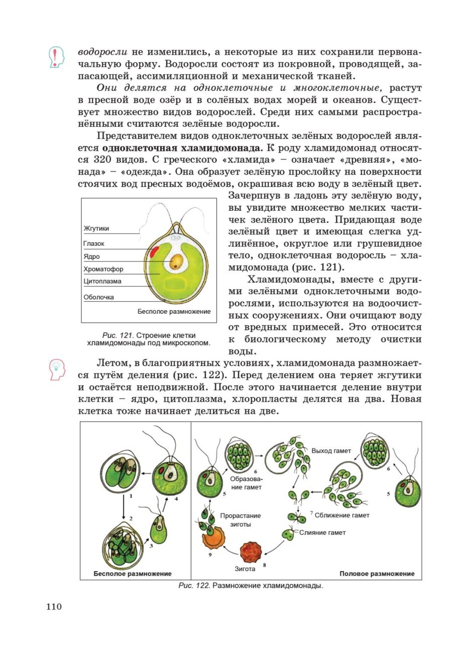 Пигменты водорослей расположены в
