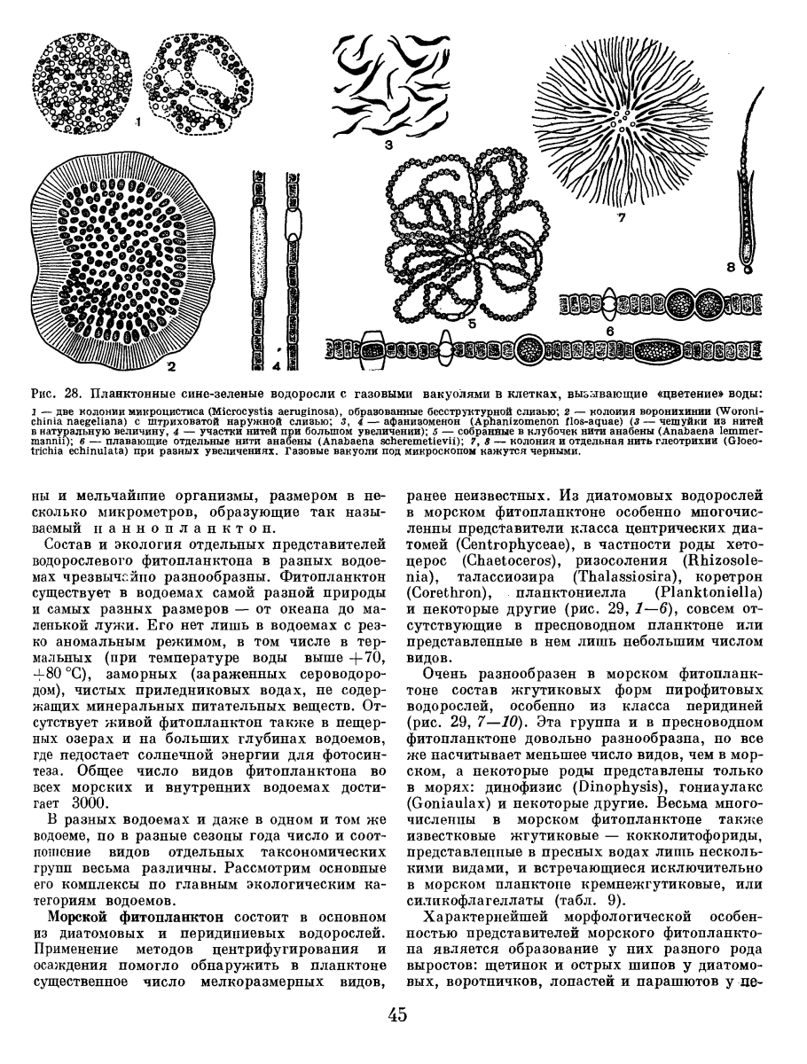 Низшие споровые растения.отделы водорослей