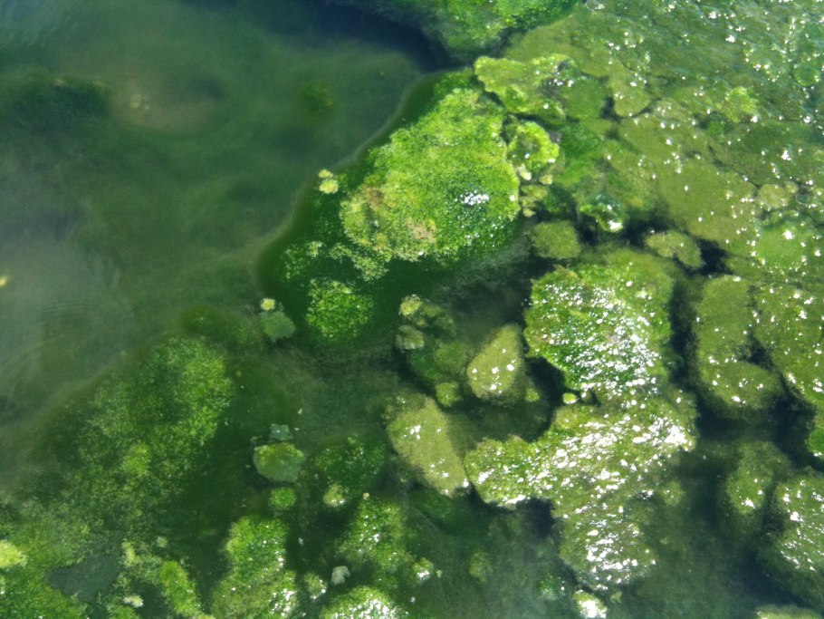 Вошерия водоросль строение
