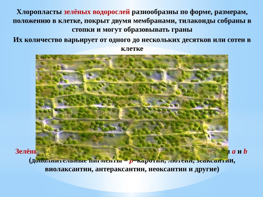 Таблица по биологии многообразие водорослей