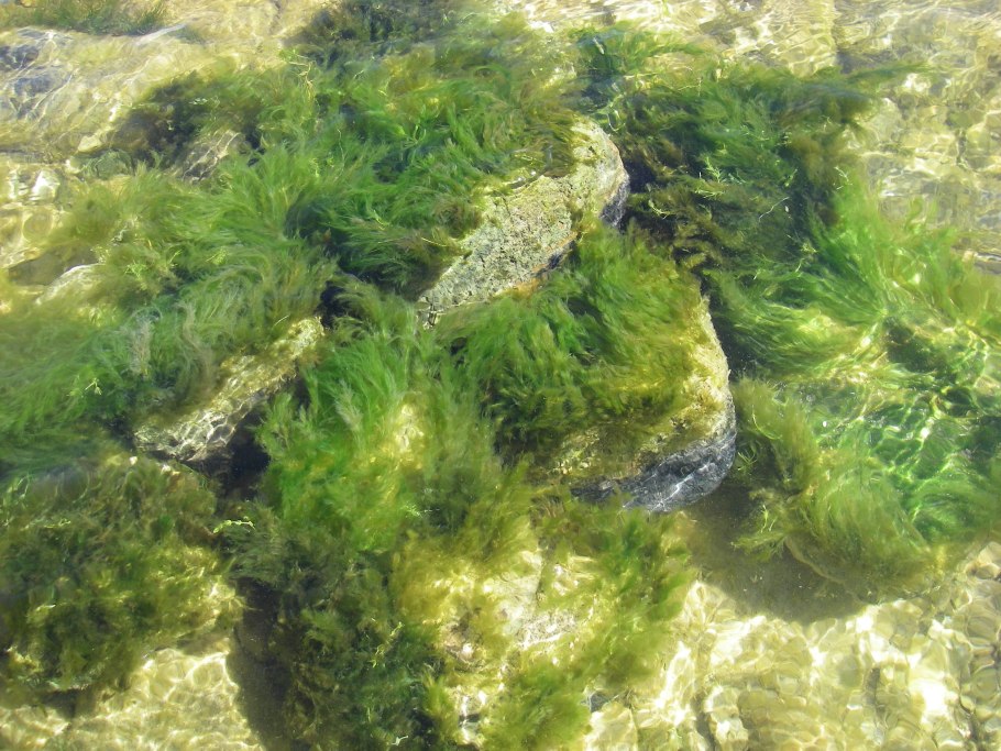 Ризоклониум водоросль