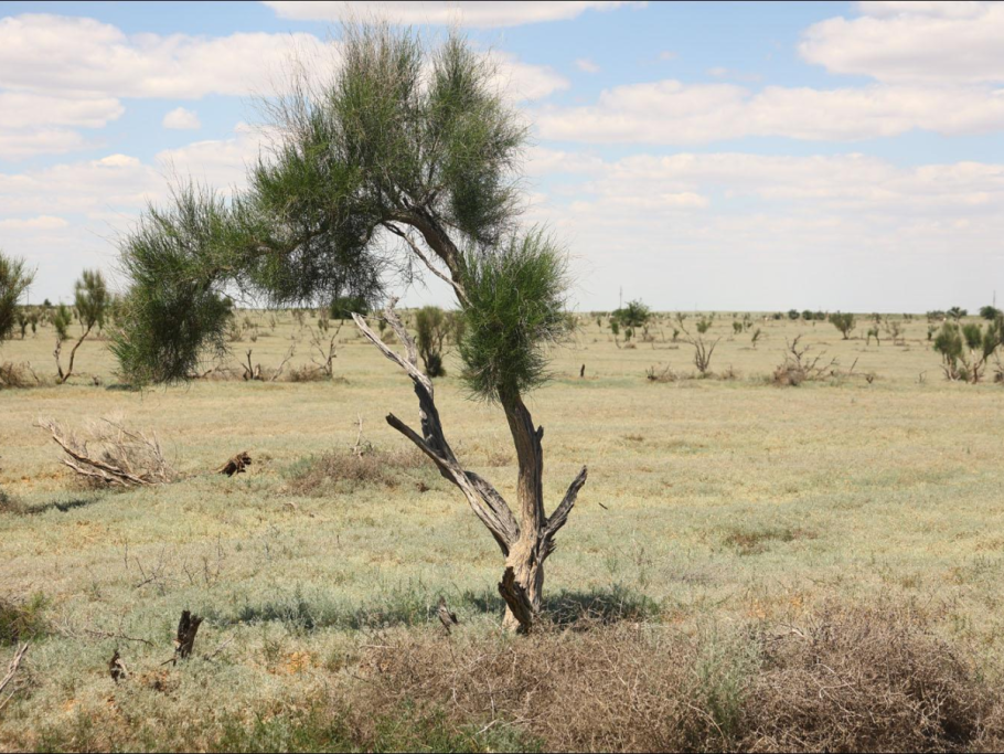 Зона пустыни саксаул