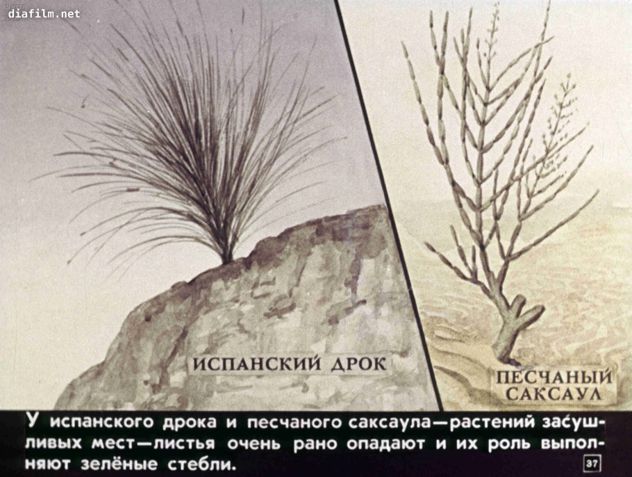 Саксаул пустыня Гоби