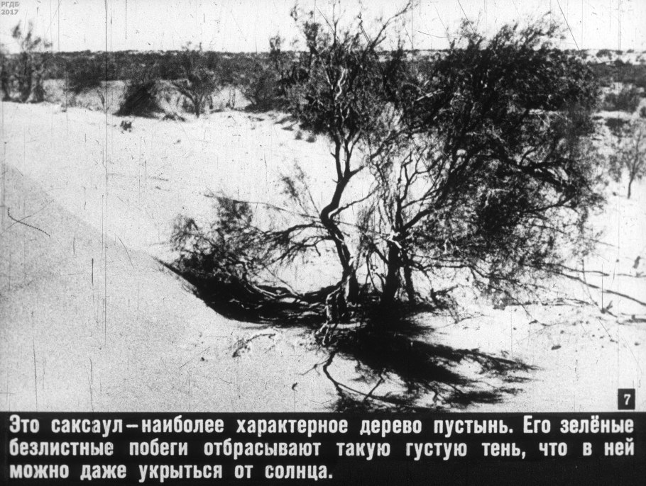 Саксаул в Астраханской области