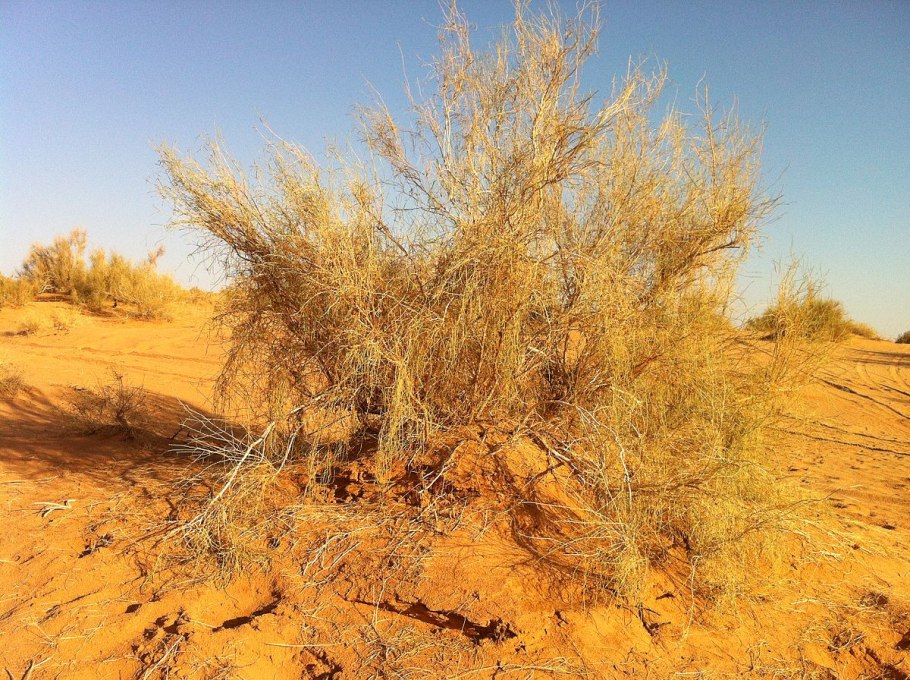 Зарисовки и этюды первоплановых элементов пейзажа