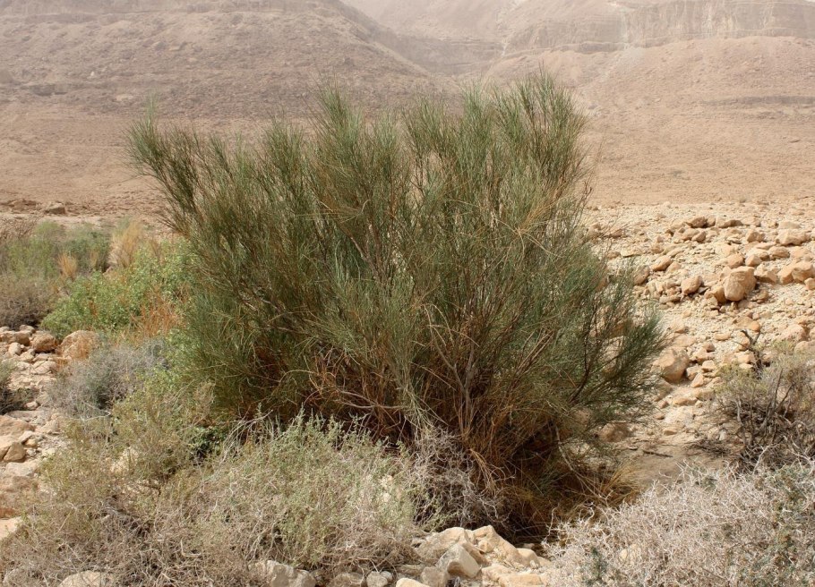 Растения растущие в пустыне