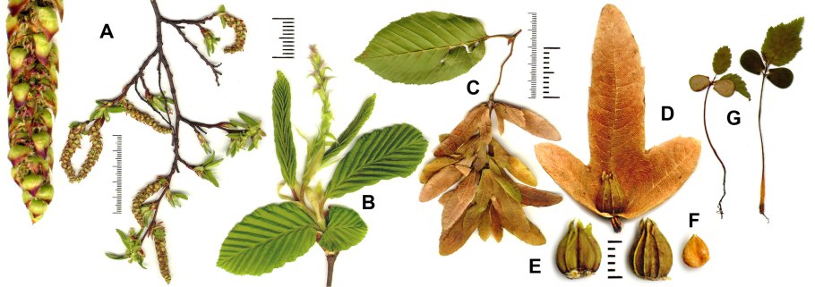 Граба восточного (Carpinus orientalis