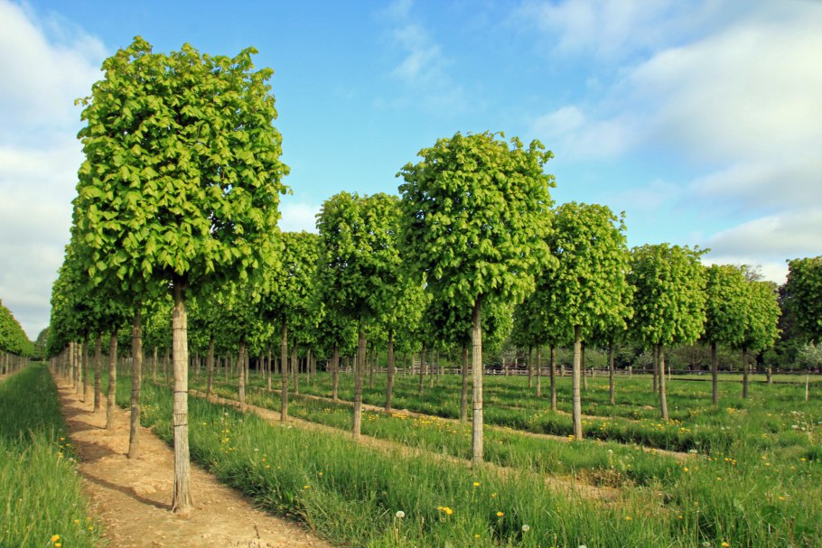 Carpinus betulus (граб обыкновенный) 'Fastigiata'