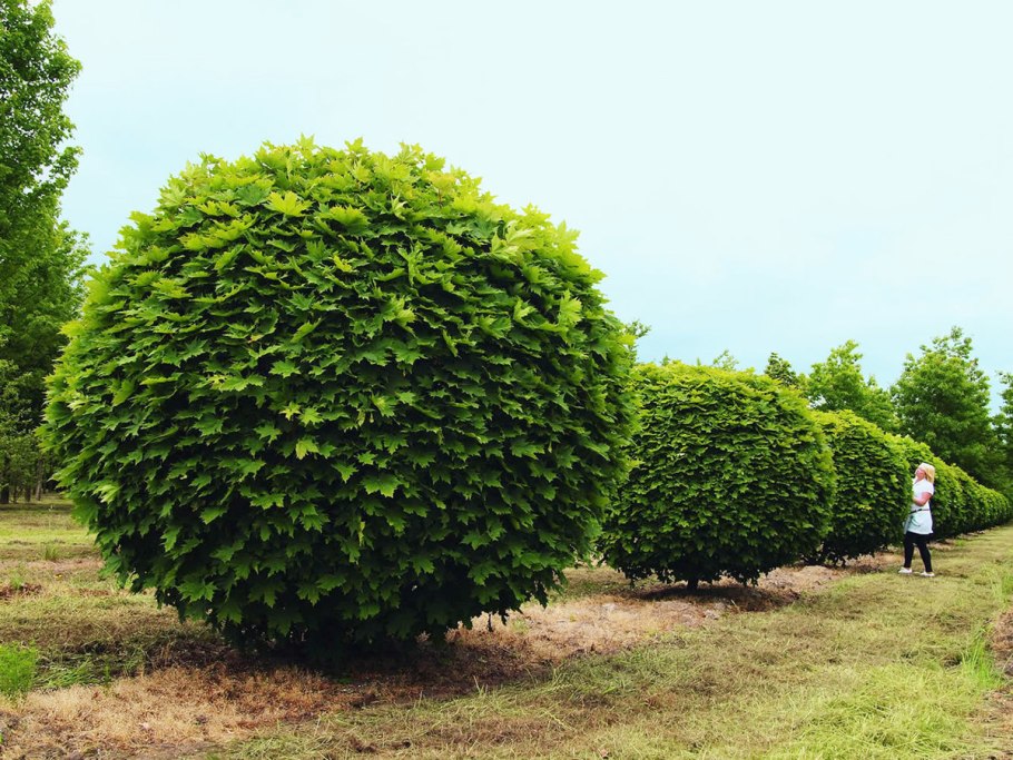 Carpinus betulus изгородь