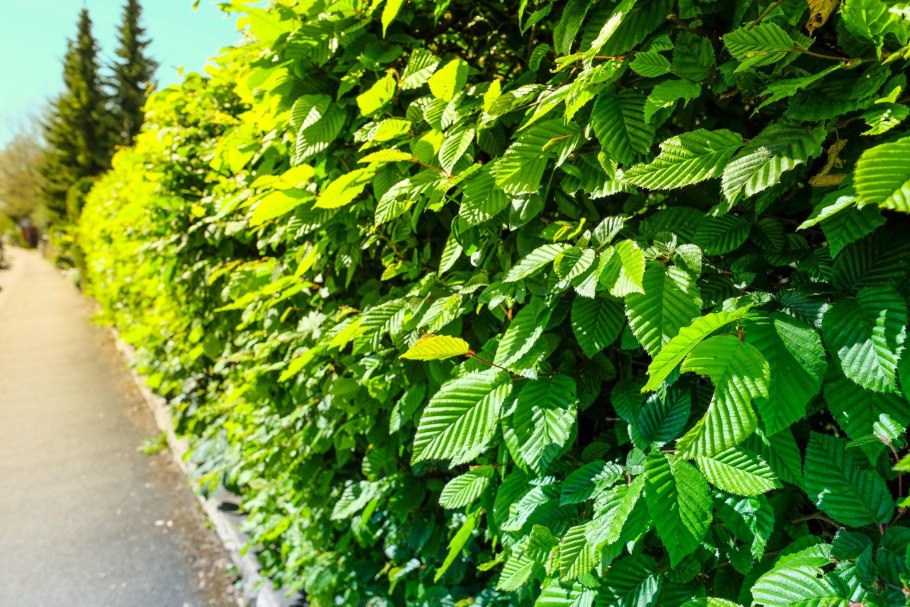 Carpinus betulus (граб обыкновенный) 'Fastigiata'