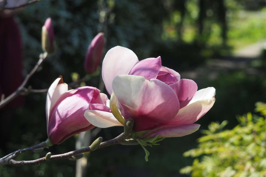 Коллекция зимостойких магнолий МГУ