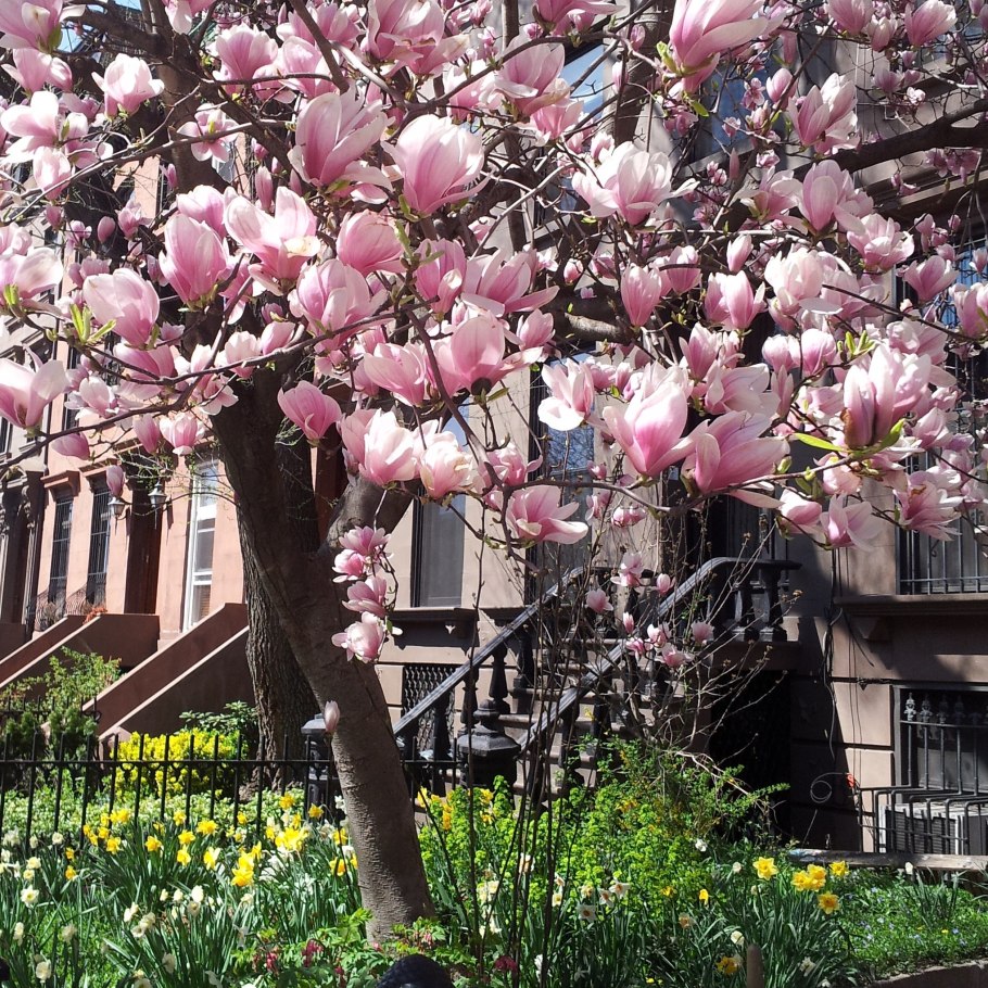 Магнолия розовая кустарниковая