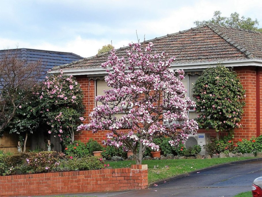 Цветущая Магнолия