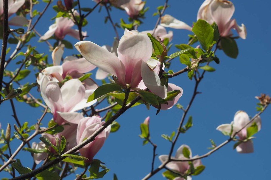 Магнолия цветет в Краснодаре