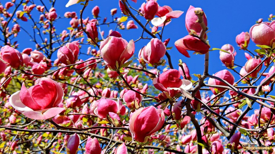 Магнолия дарахти