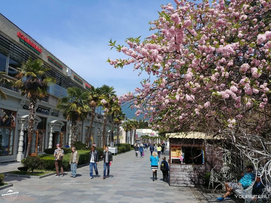 Магнолия дерево декоративное