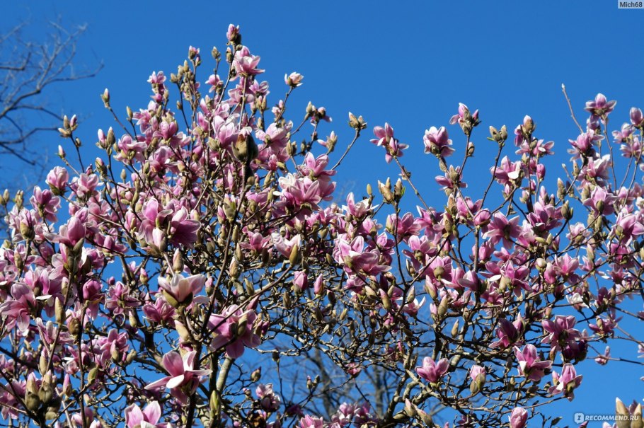 Магнолия Суланжа парк Южные культуры