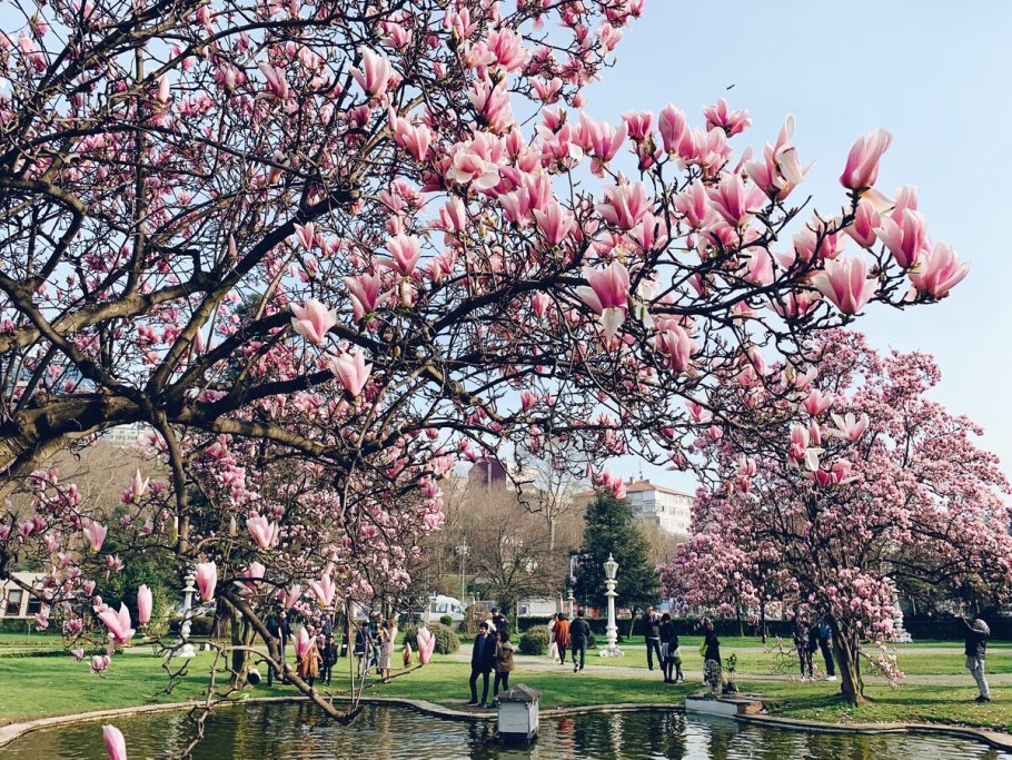 Парк магнолий США