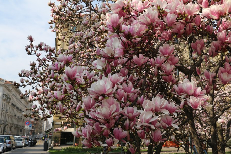 Магнолия Сицилия