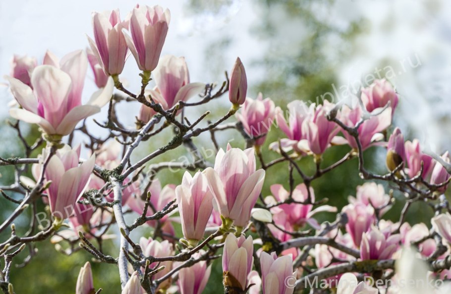 Магнолия Sensation зацветает в мае