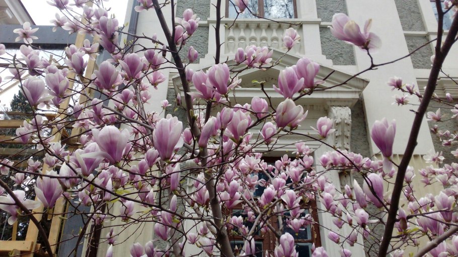 Магнолия Южная дерево