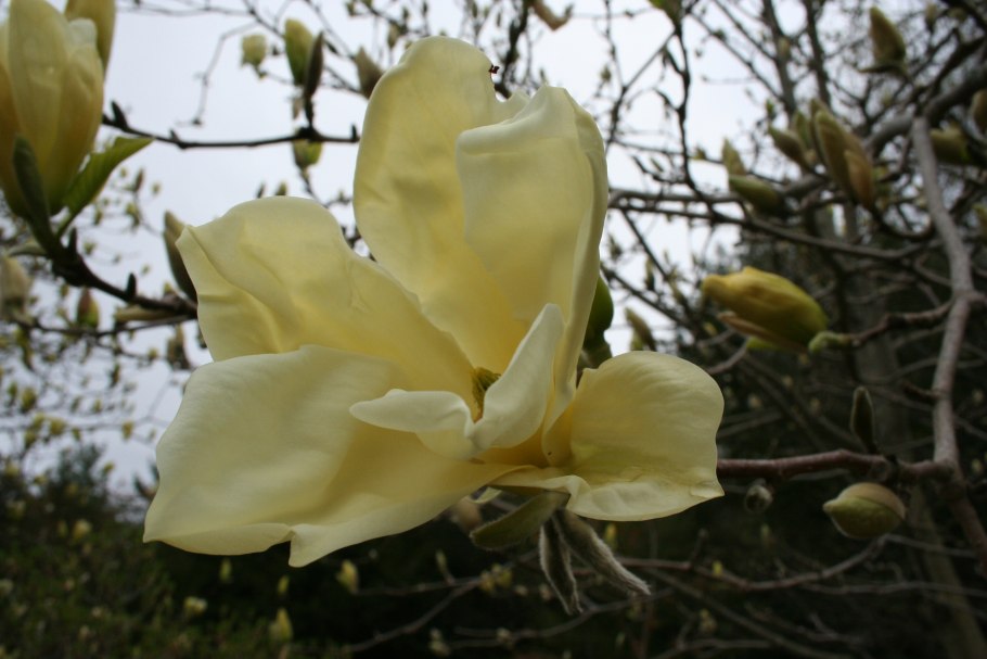Магнолия дерево в Крыму