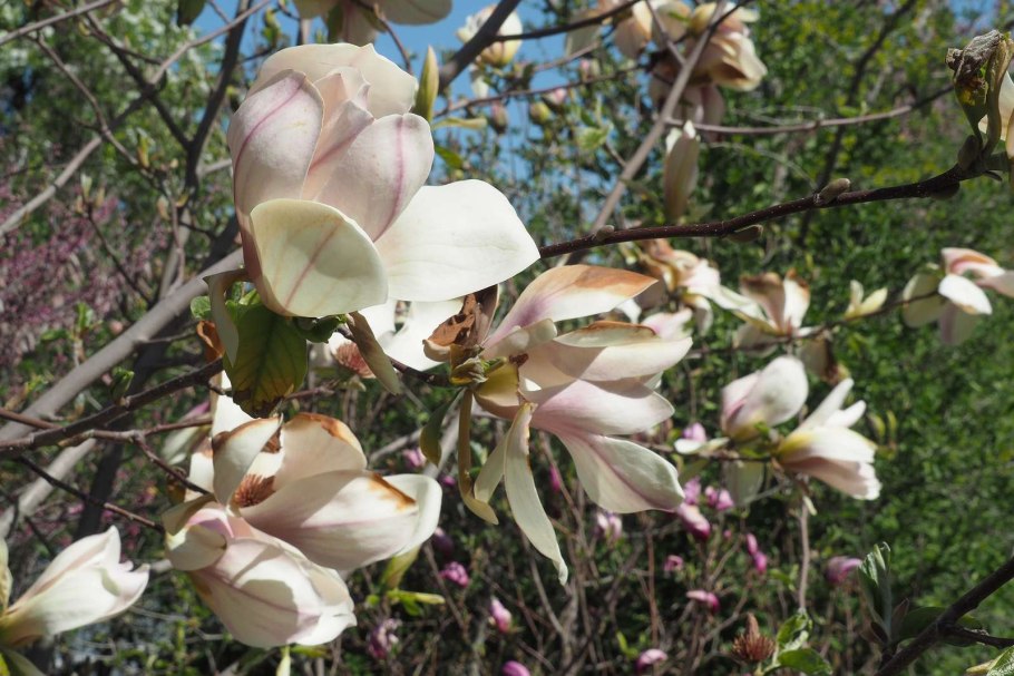 Магнолия Камышин