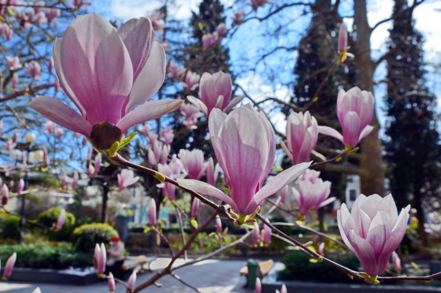 Магнолия звёздчатая