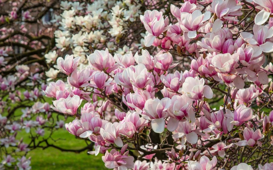 Магнолия Суланжа (Magnolia soulangeana)